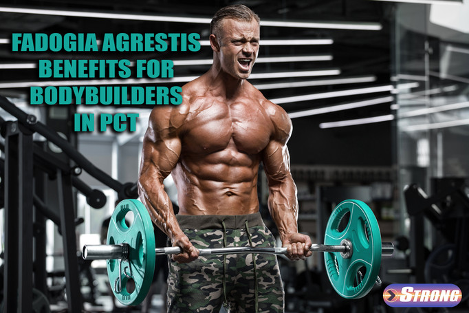 Fadogia Agrestis: Benefits for Bodybuilders in PCT